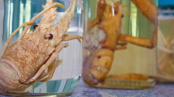 Imagem de uma espécie marinha conservada em um recipiente de vidro.